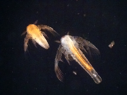 Nauplii baby-brine shrimp