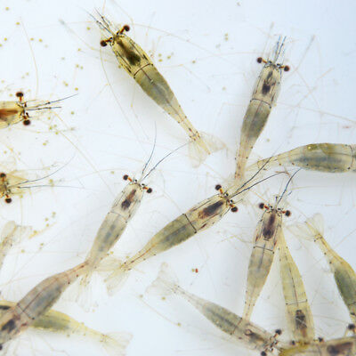 Voedergarnalen levend