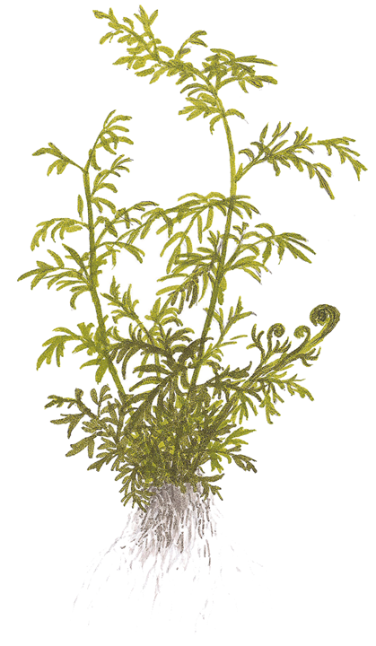 Ceratopteris Thalictroides
