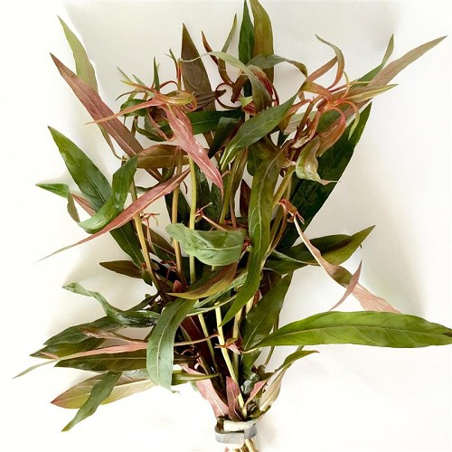 Ludwigia Perennis Red