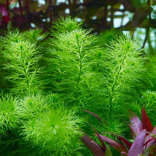 Myriophyllum guyana