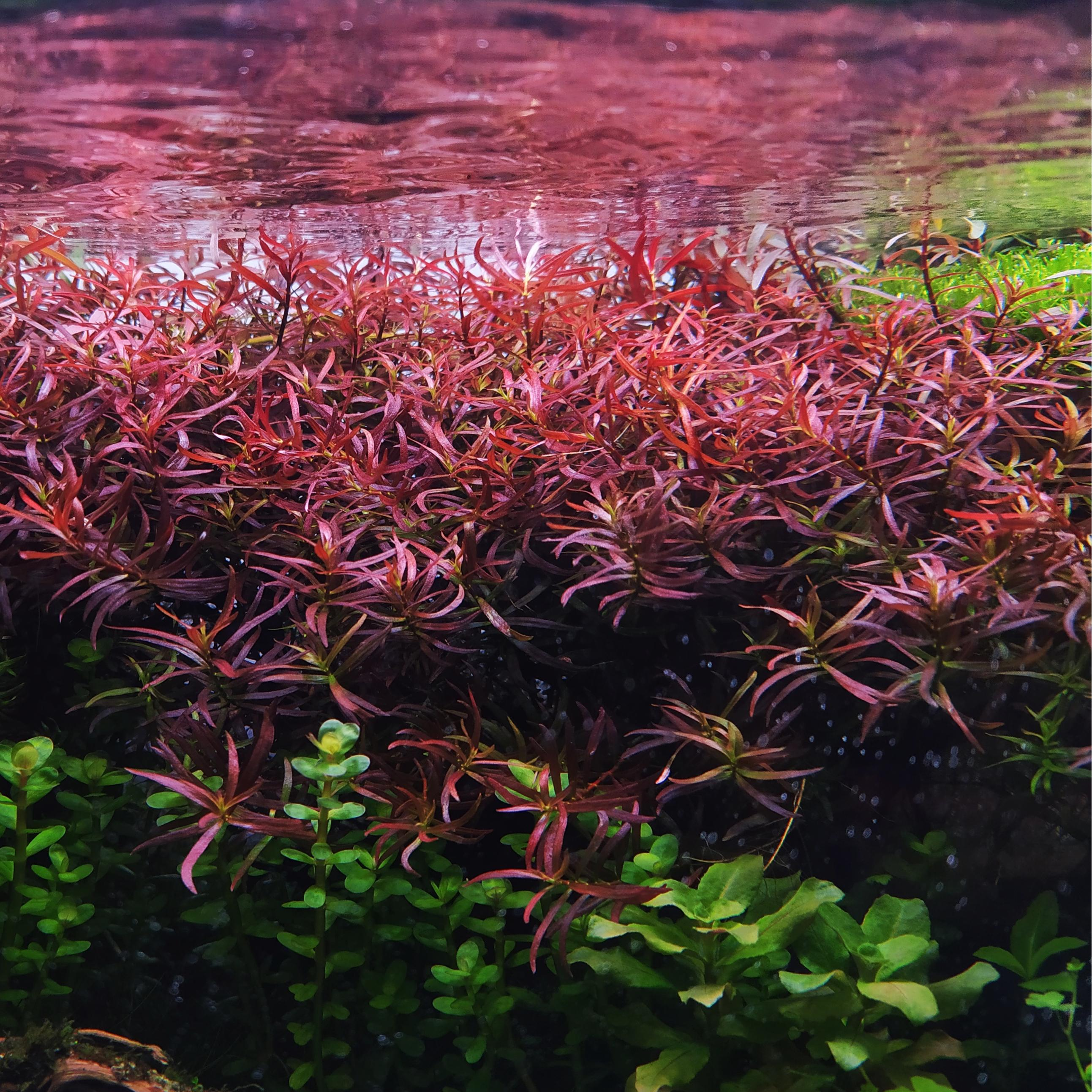 Ludwigia arcuata