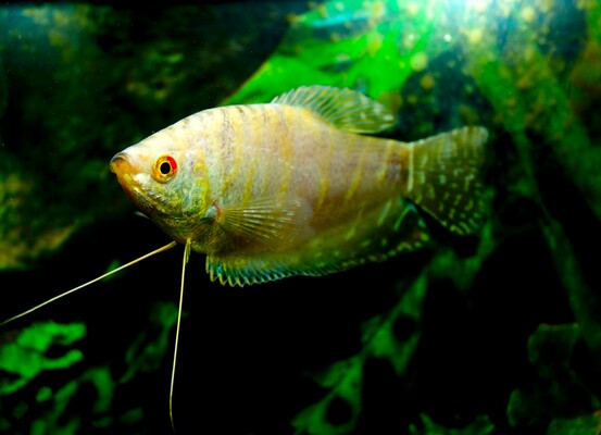 Trichopodus Trichopterus platinum
