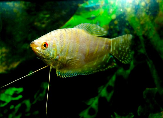 Trichopodus Trichopterus platinum