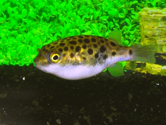 Gespotte kogelvis Dichotomyctere Nigroviridis