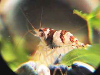 Caridina breviata