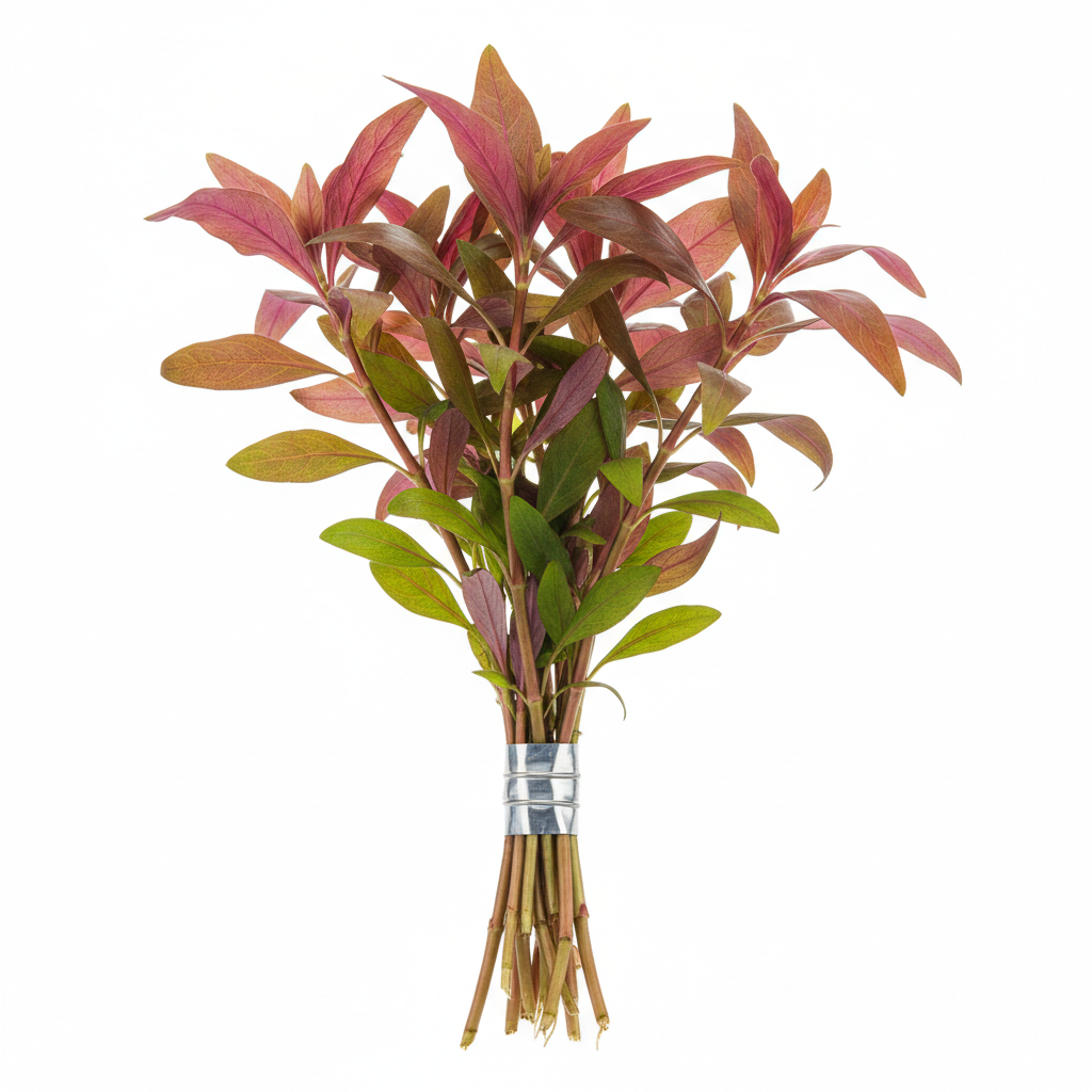 Alternanthera Reineckii