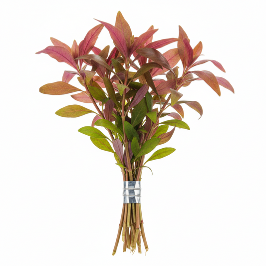 Alternanthera Reineckii