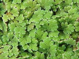 Azolla
