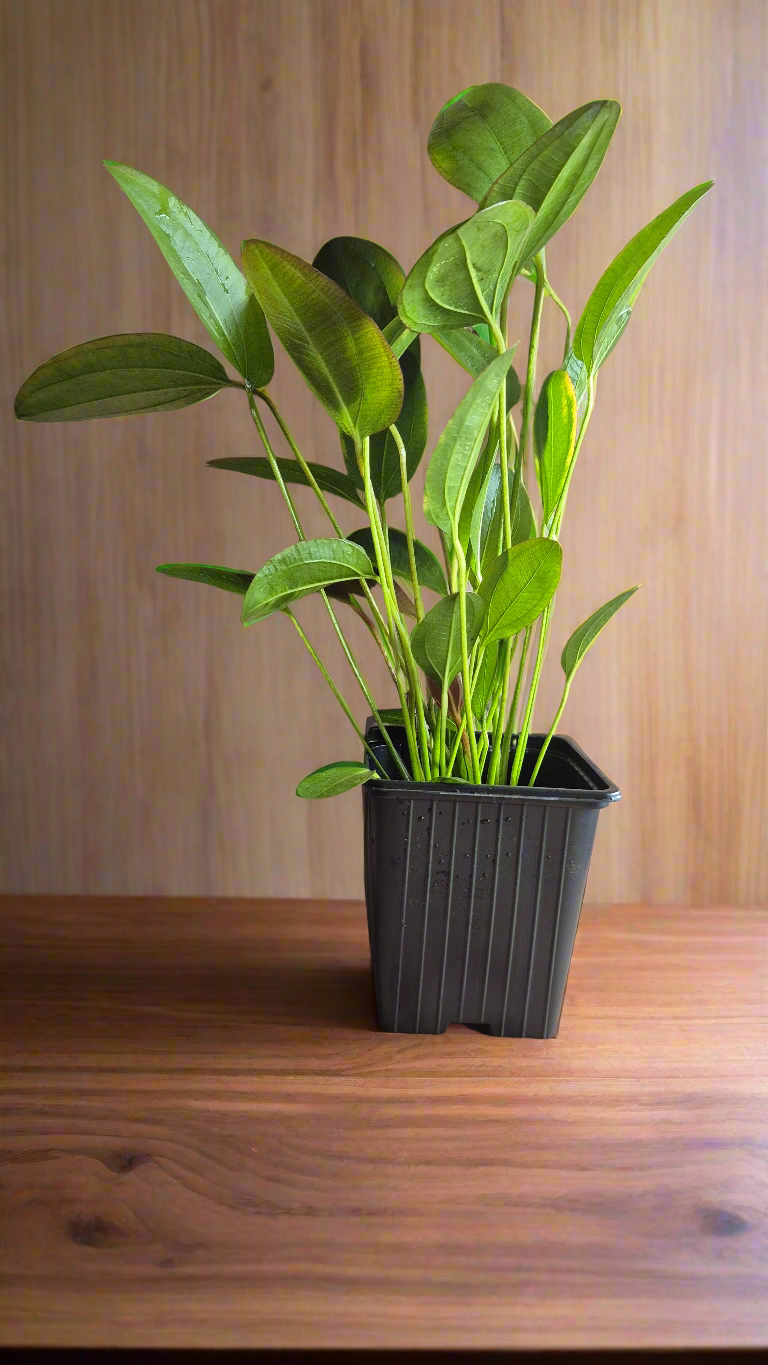 Echinodorus Harbich Moederplant