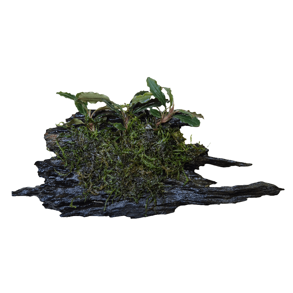 Bucephalandra Blue Green op kienhout Luxe