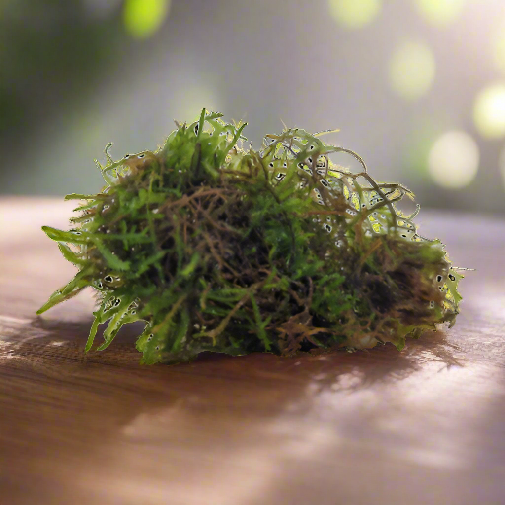 Vesicularia Dubyana Becher Javamos