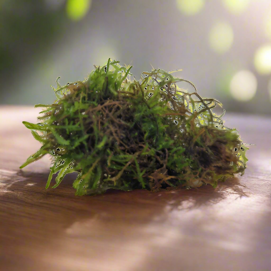 Vesicularia Dubyana Becher Java moss