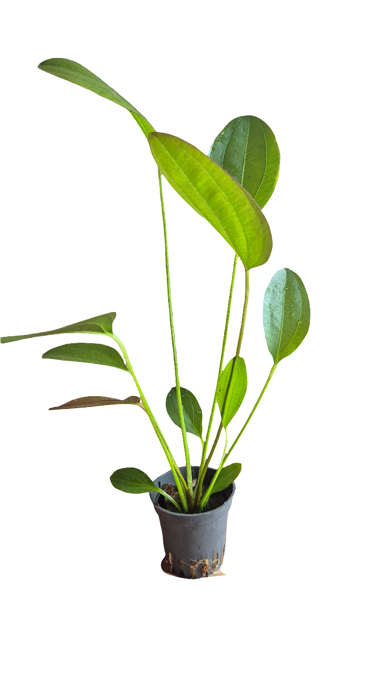 Echinodorus Harbich groen