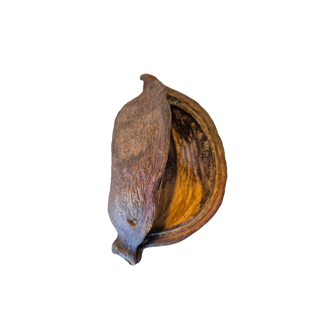 Thelambu pods