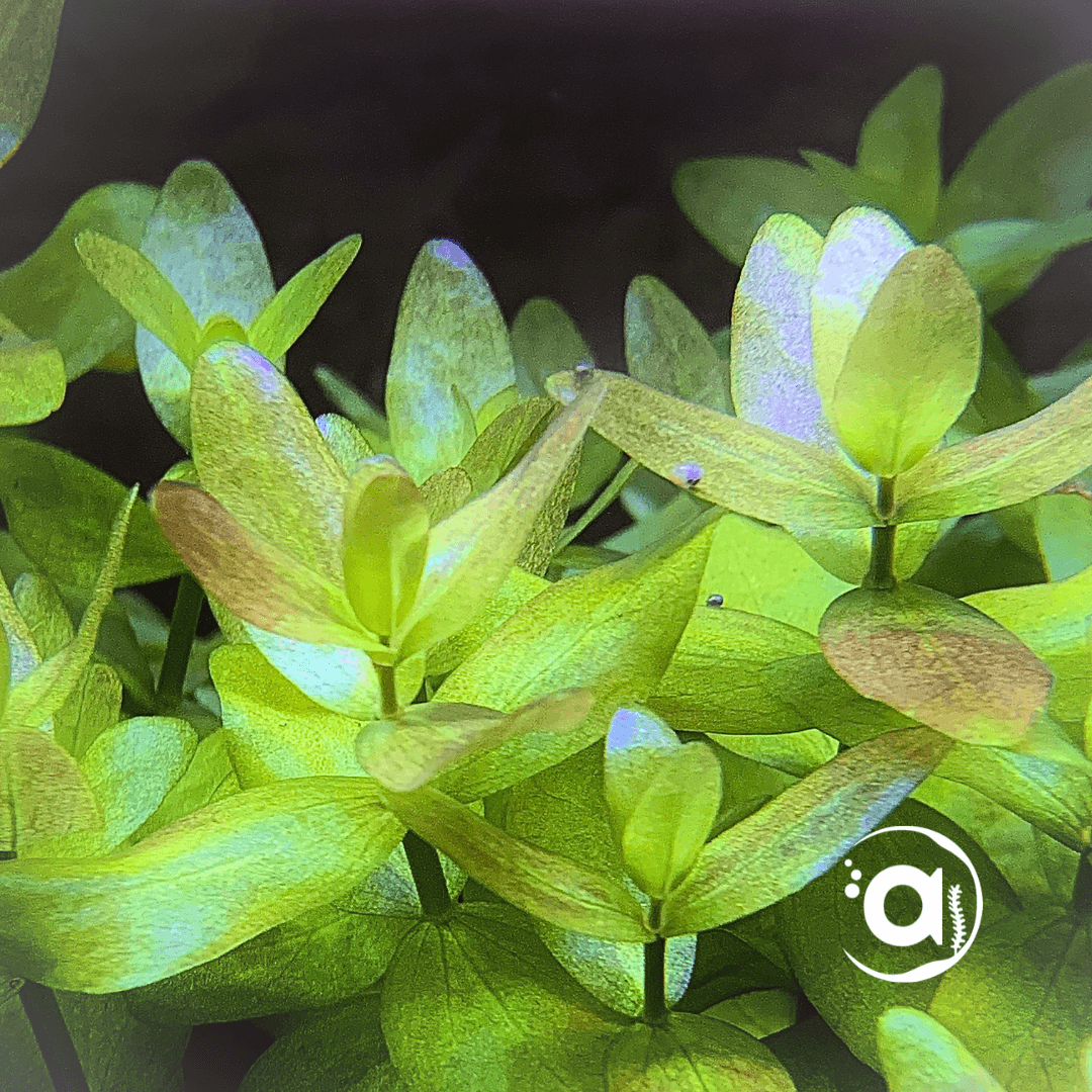 Bacopa Amplexicaulis Caroliniana