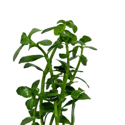 Bacopa Crenata