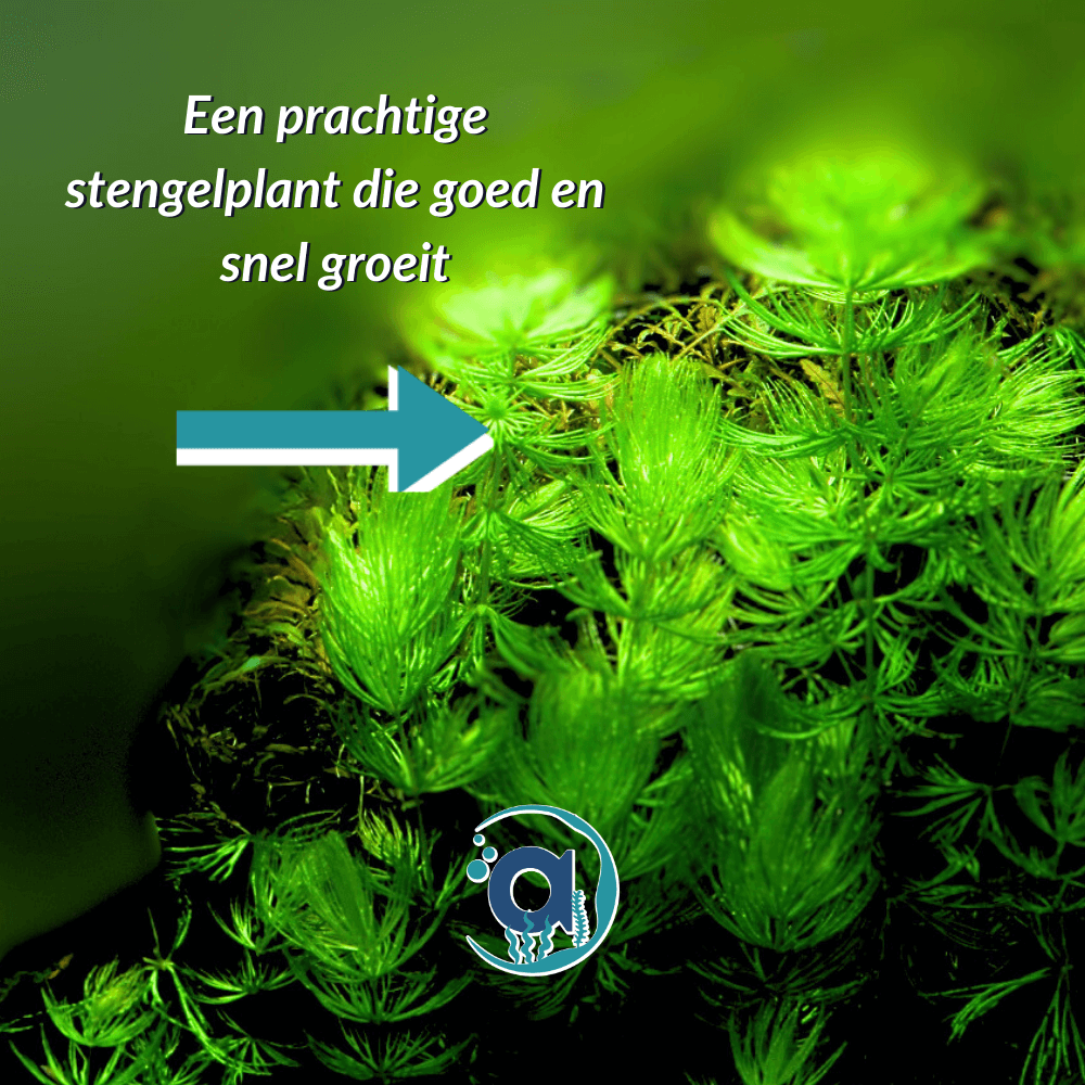 Ceratophyllum Demersum