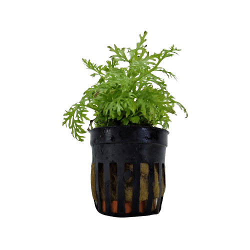 Ceratopteris Thalictroides