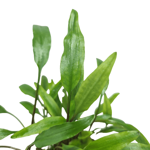 Cryptocoryne Lutea