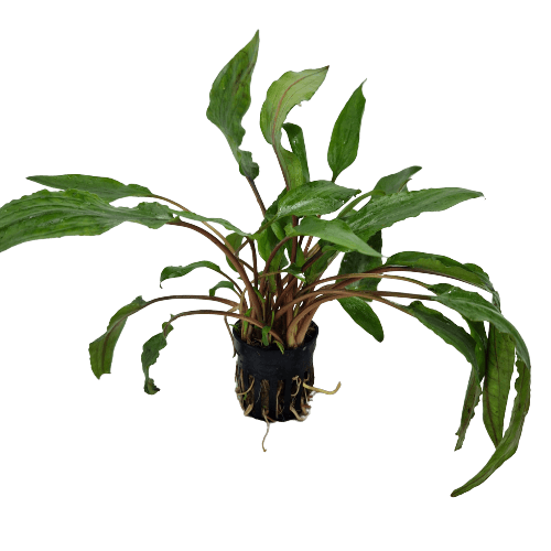 Cryptocoryne Undulatus