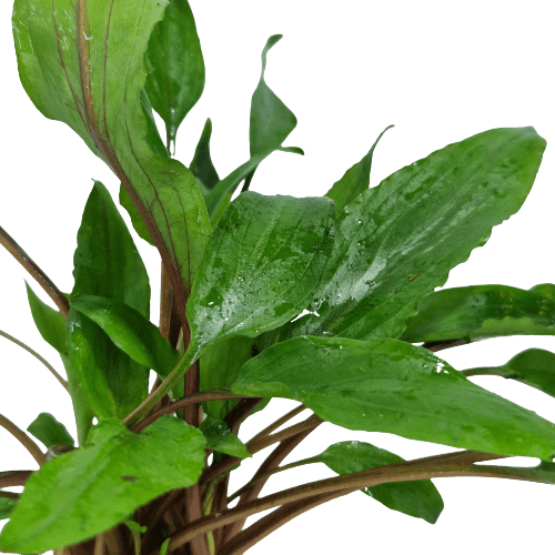 Cryptocoryne Undulatus