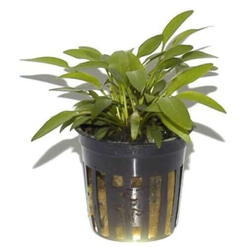 Cryptocoryne willissii