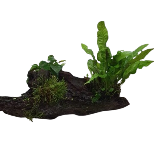 Willekeurig stuk Kienhout met aquariumplanten