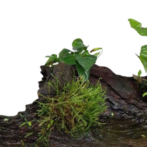 Willekeurig stuk Kienhout met aquariumplanten