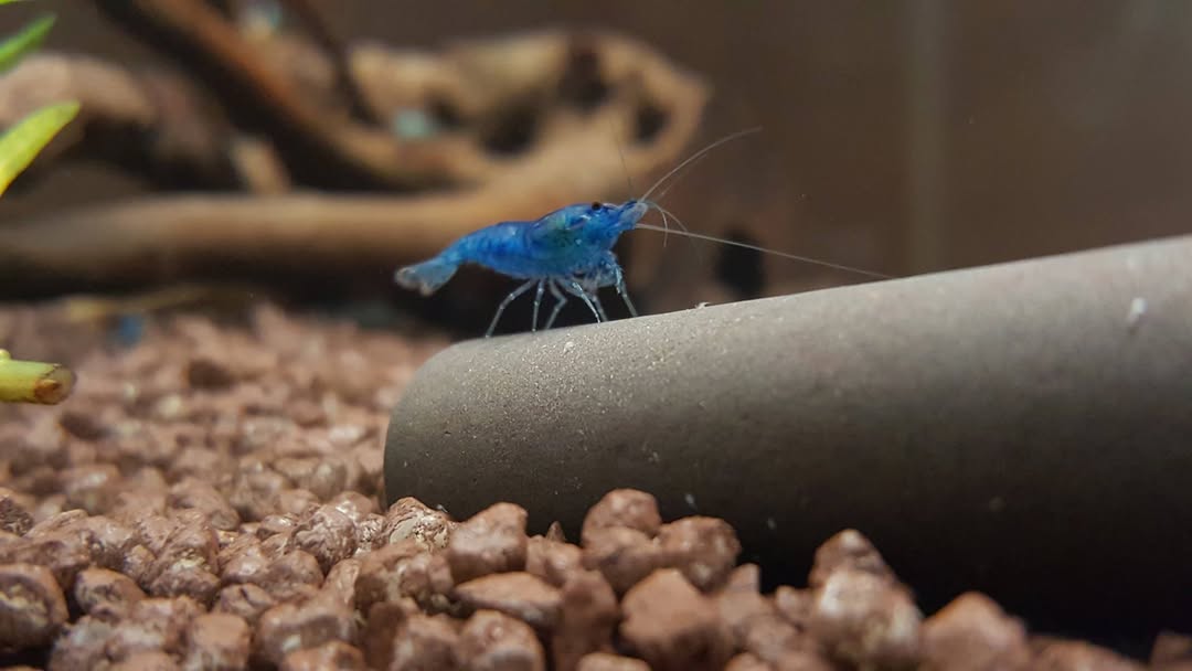 Neocaridina Davidi Blue