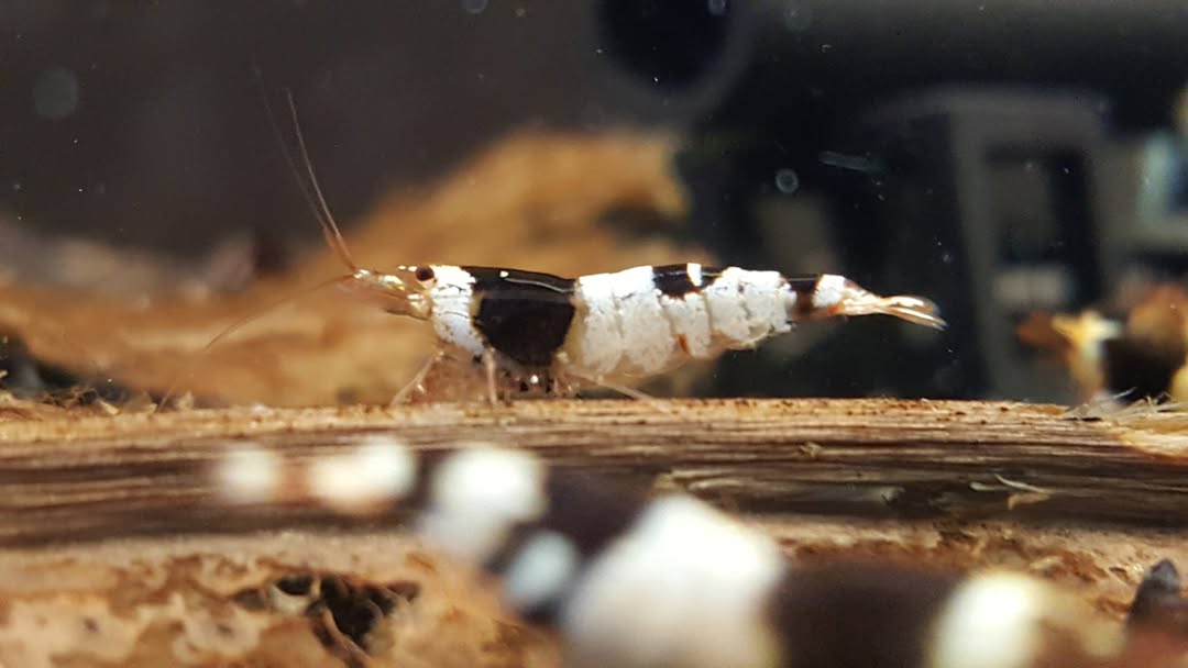 Car. Cantonensis Crystal Black