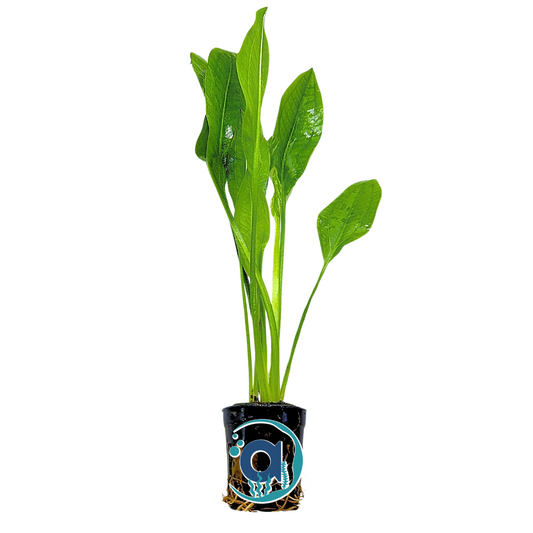 Echinodorus Bleheri Amazon