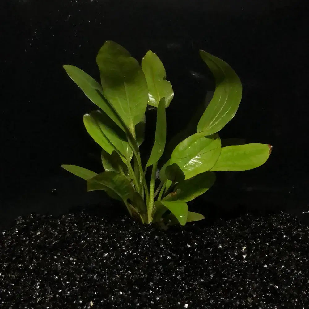 Echinodorus Impaii