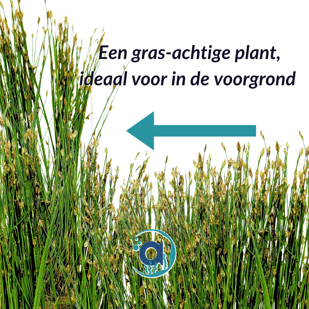 Eleocharis Acicularis