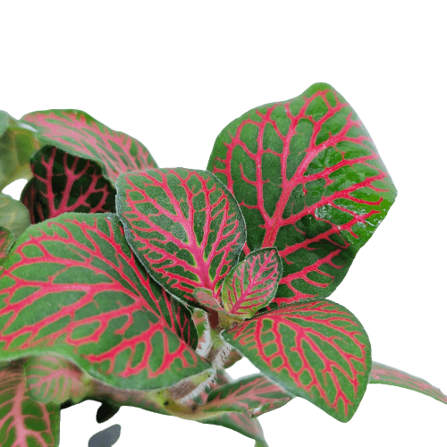 Fittonia Rood