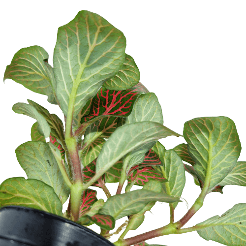 Fittonia Rood