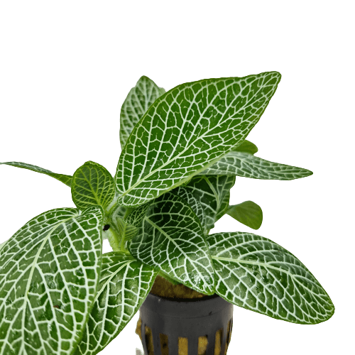Fittonia Wit