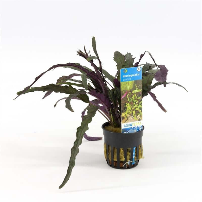 Hemiographis Exotica