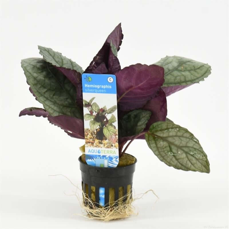Hemiographis SIlverqueen