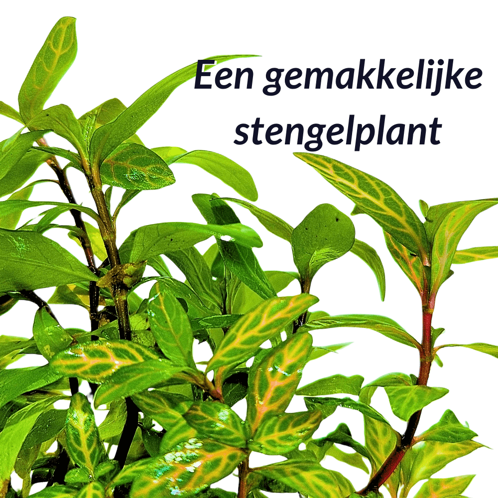 Hygrophila Rosanervig