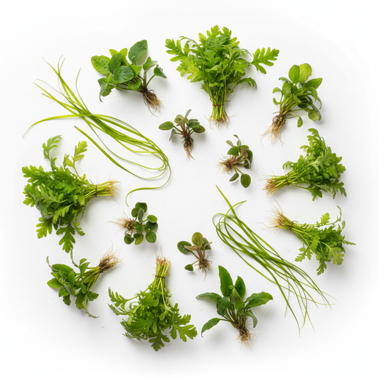 Midden-Amerika Biotoop Planten Pakket