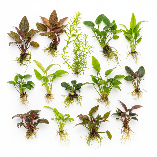 50-60 Liter Aquariumplanten Pakket