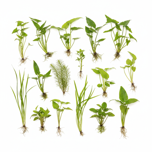 Moeras Biotoop Planten Pakket