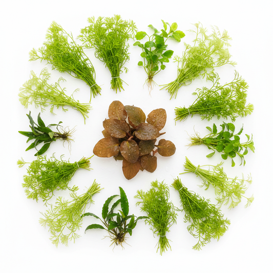 Azie Biotoop Planten Pakket