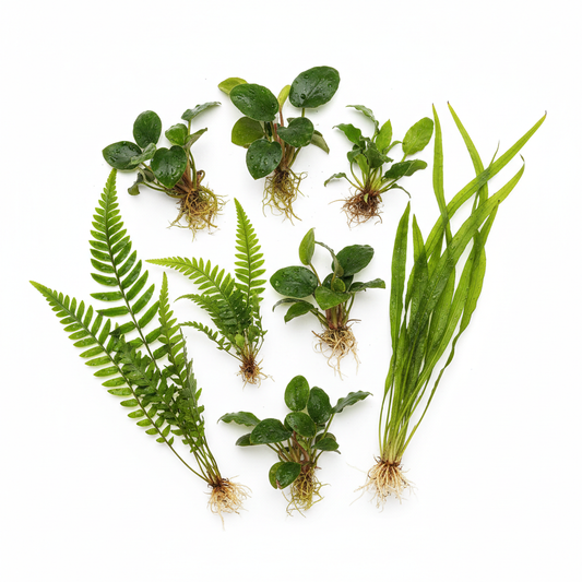 Afrika Biotoop Planten Pakket