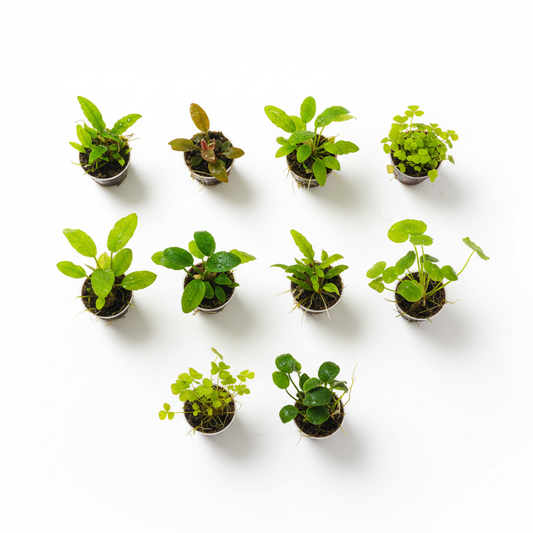 35 Liter Aquariumplanten Pakket