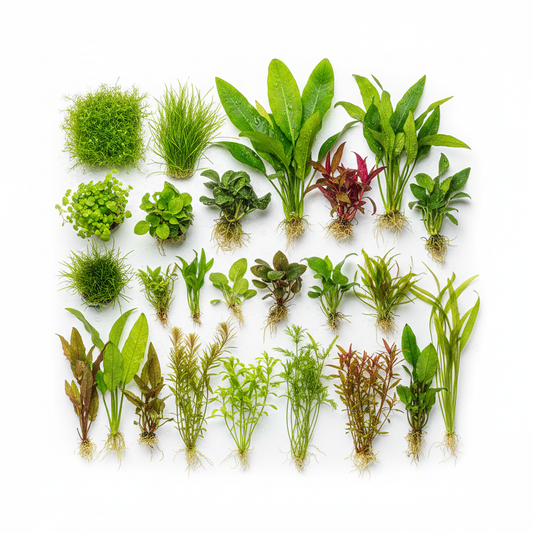 120 Liter Aquariumplanten Pakket