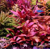 Alternanthera Reineckii