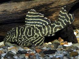 L333 Hypancistrus Yellow Stripe