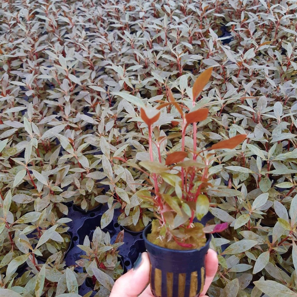 Alternanthera Reineckii